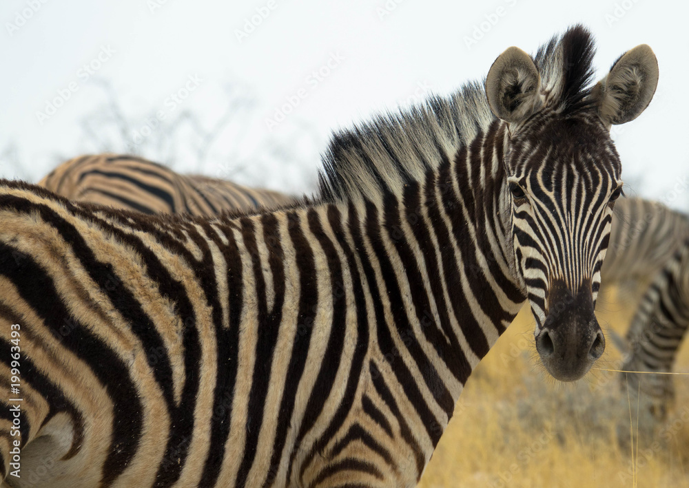Fototapeta premium Zebrafohlen