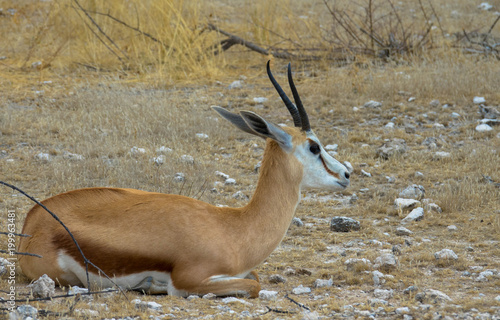 Antilope, liegend photo