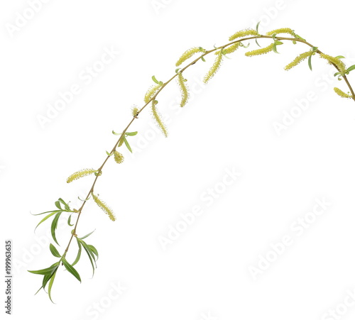 Fotografija young weeping willow twigs isolated on white background, with clipping path