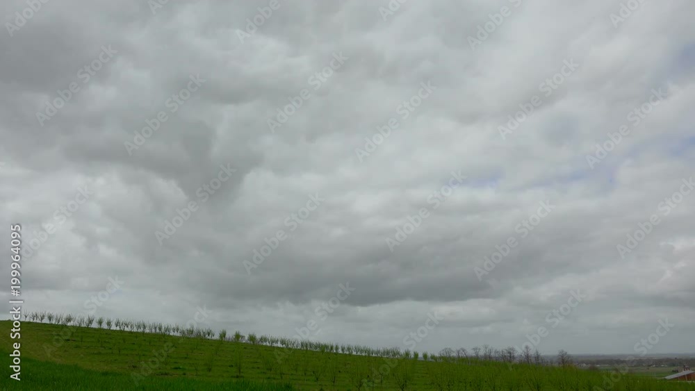 Timelapse, Rows of plum trees in spring morning and rain clouds Timelapse, Rows of plum trees in spring morning and rain clouds