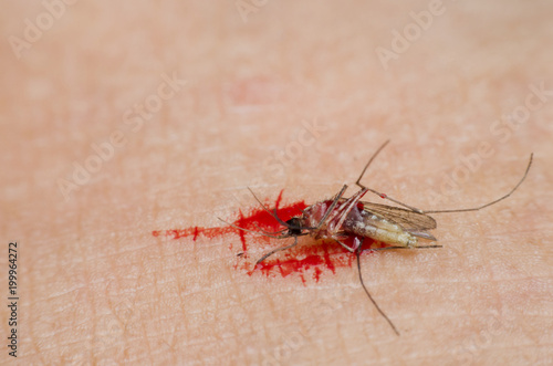 mosquito dead on human skin. concept stop virus stop illness for good heathy.