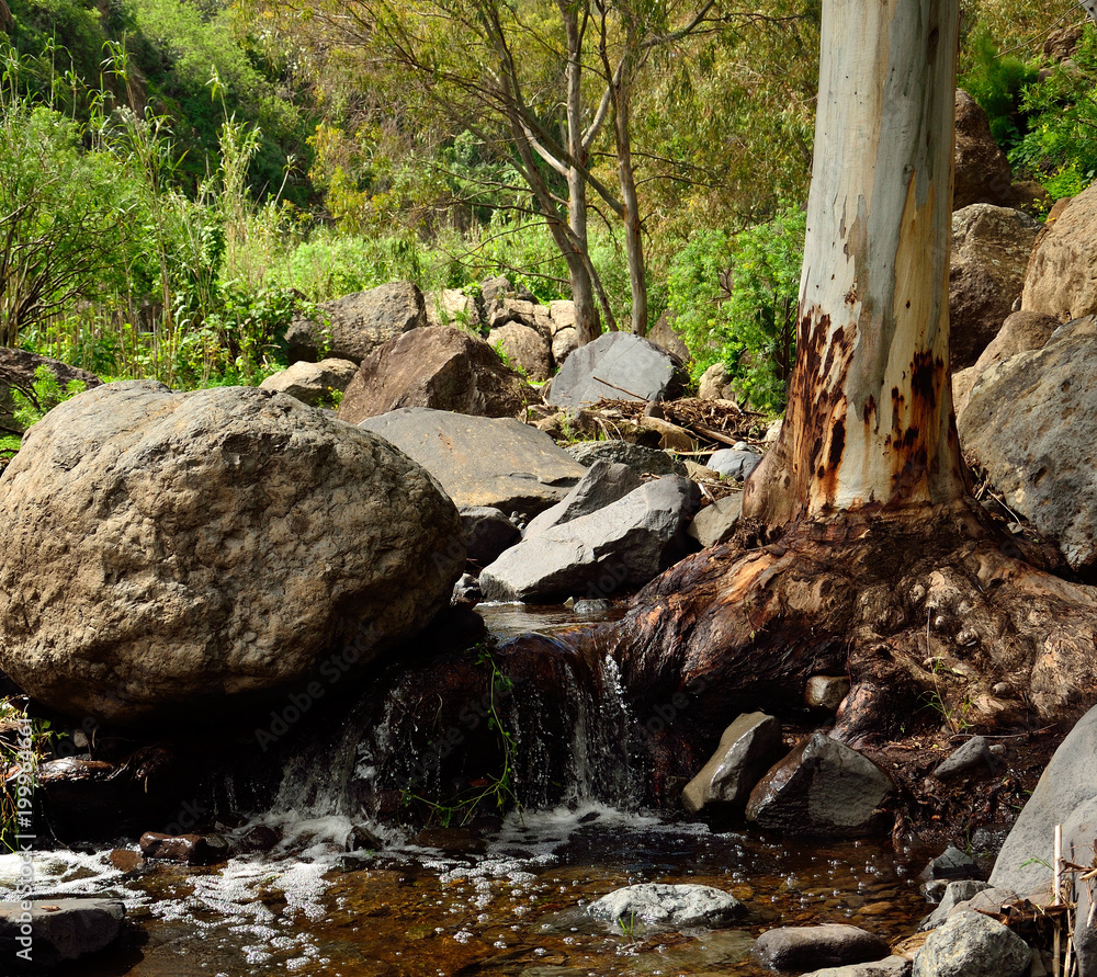 Ravine of Valsequillo with rain water, eucalyptus root and large rocks, Gran canaria Ravine of Valsequillo with rain water, eucalyptus root and large rocks, Gran canaria