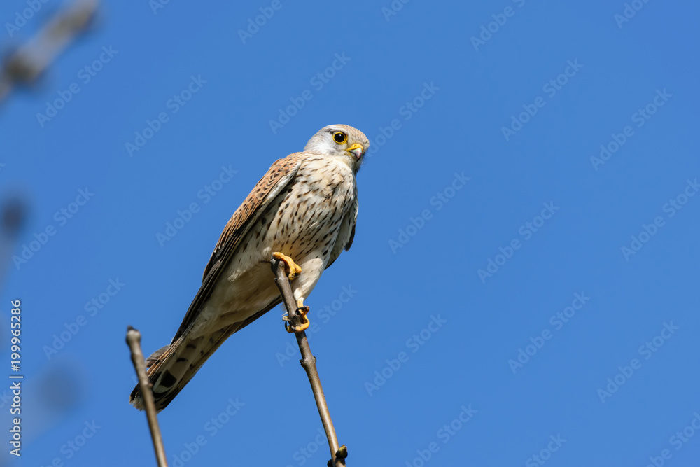Greifvogel Greifvogel