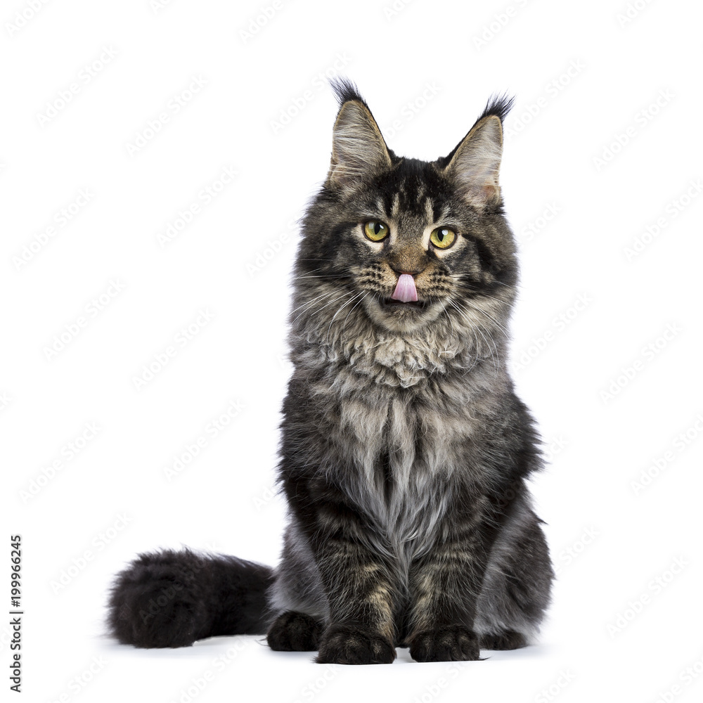 Young adult ticked Maine Coon cat sitting facing camera isolated on white background and looking at camera while sticking tongue out
