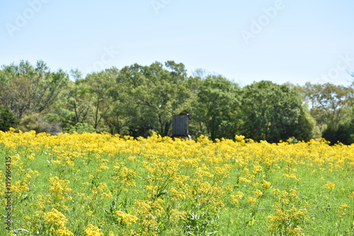 rustic wooden deer stand in a field of yellow flowers