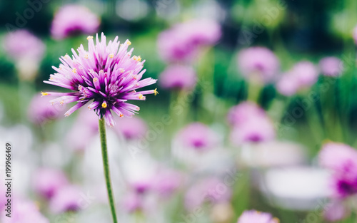 Fototapeta Naklejka Na Ścianę i Meble -  close up of gomphrena globosa or Fireworks Flower a beautiful pink small flower in meadow with sunset flare