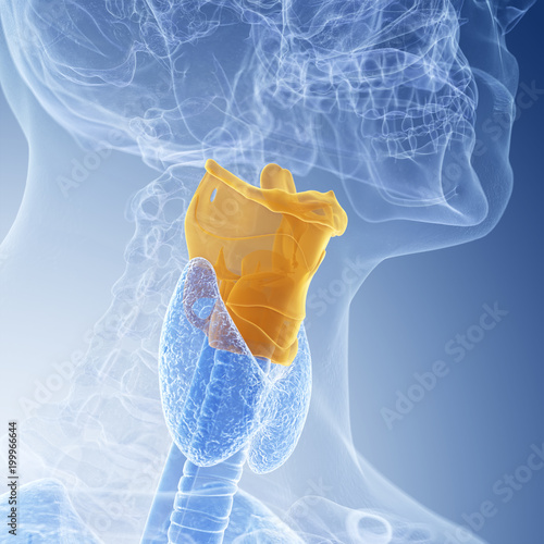 medically accurate illustration of the larynx photo
