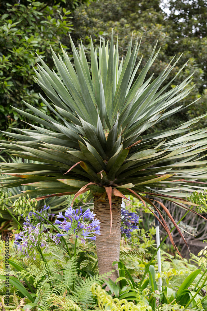 Fototapeta premium Monte Palace tropical garden in Funchal on Madeira Island. Portugal