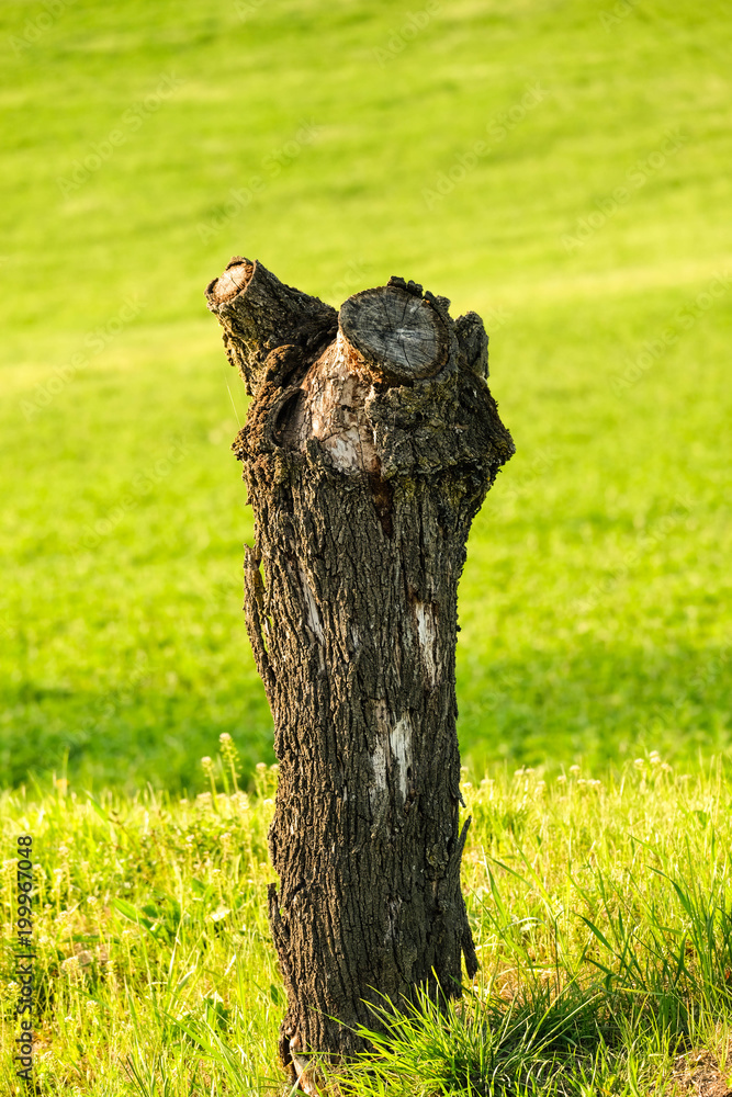 Obraz premium Mezzo tronco