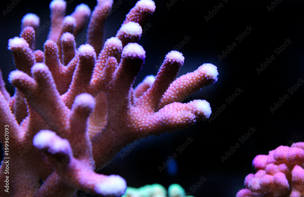 Fototapeta premium SPS coral in reef aquarium tank