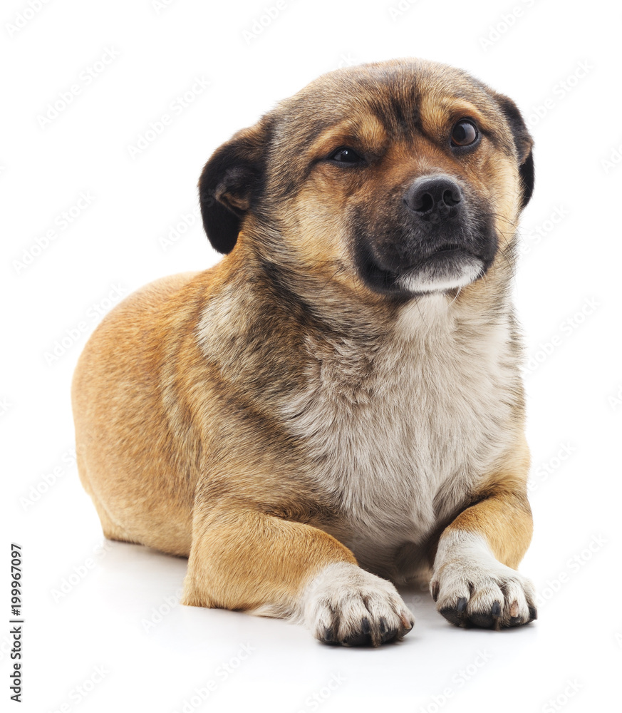 Brown beautiful puppy.