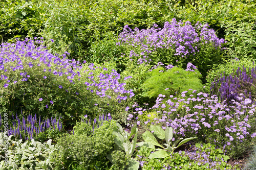 Different purple flowers in Regent Park in London, UK