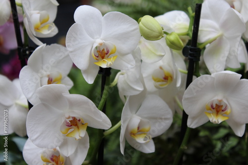 Raft of White Orchids
