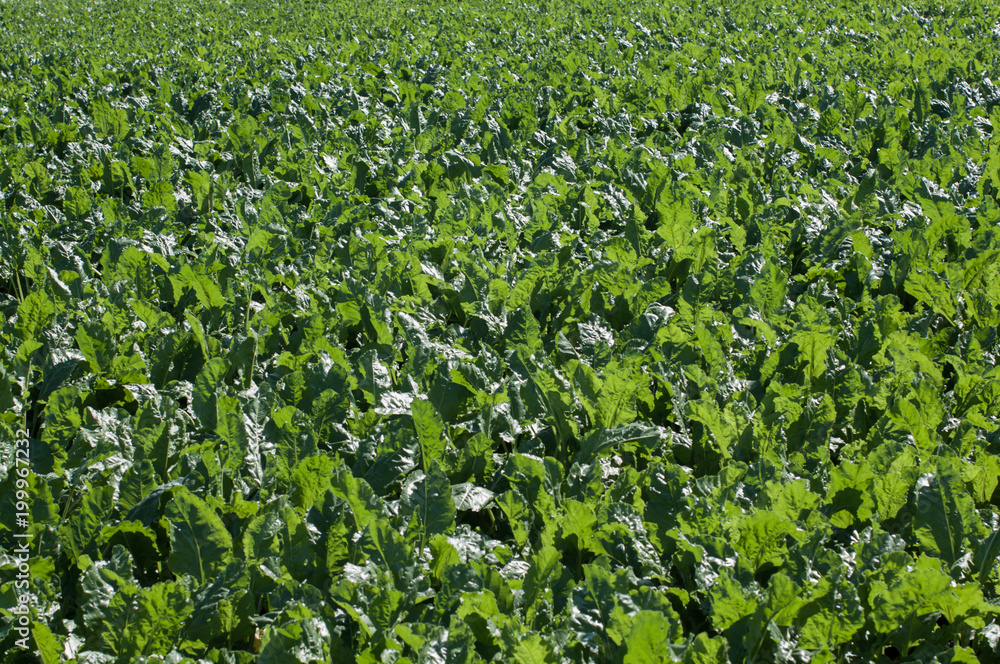 Zucker Rüben Beta vulgaris Acker im Sommer vor der Ernte Zucker Rüben Beta vulgaris Acker im Sommer vor der Ernte