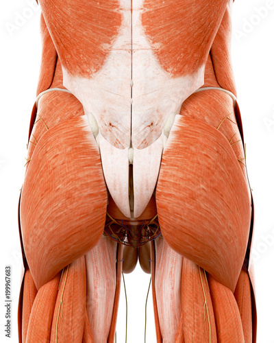 Foto medically accurate illustration of the human back anatomy