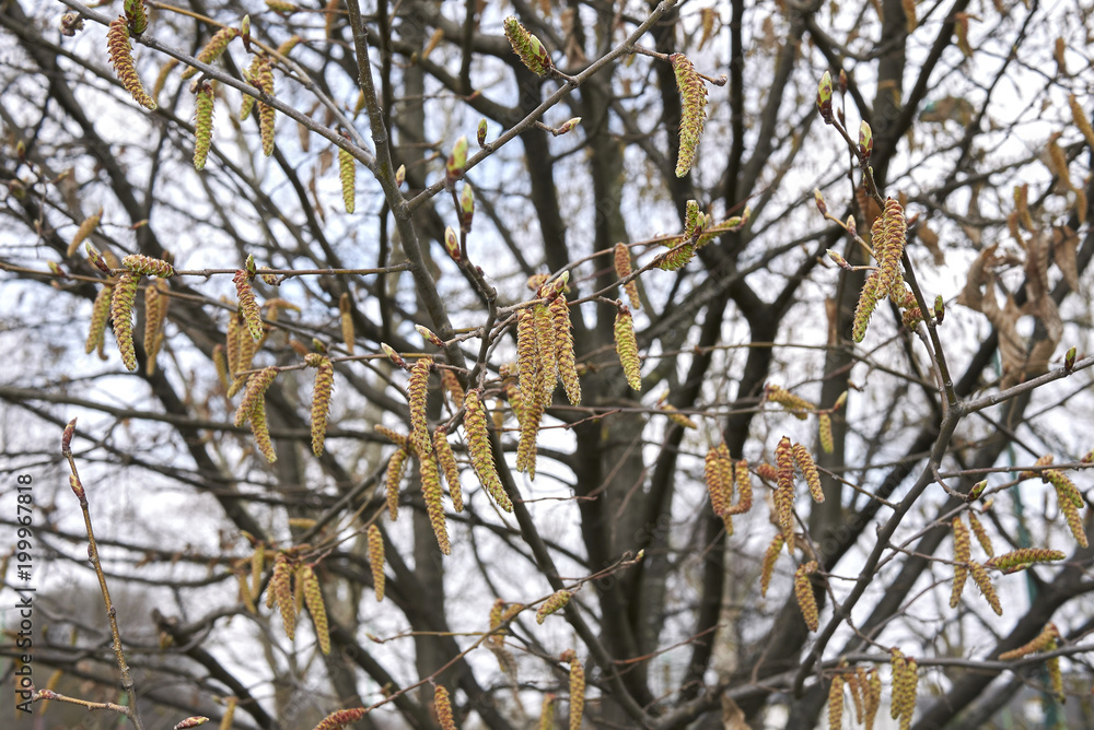 Carpinus betulus, male inflorescence Carpinus betulus, male inflorescence