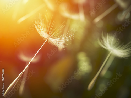 Fototapeta Naklejka Na Ścianę i Meble -  Dandelion seeds in the air