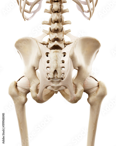 medically accurate illustration of the human skeletal hip
