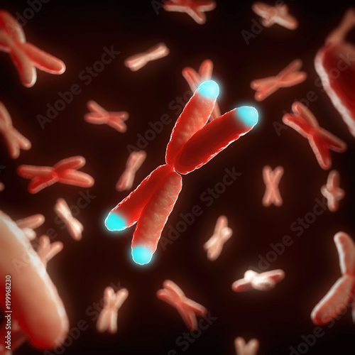 medically accurate illustration of the telomeres photo