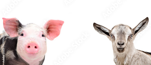 Portrait of a cute pig and a grey goat, closeup, isolated on white background