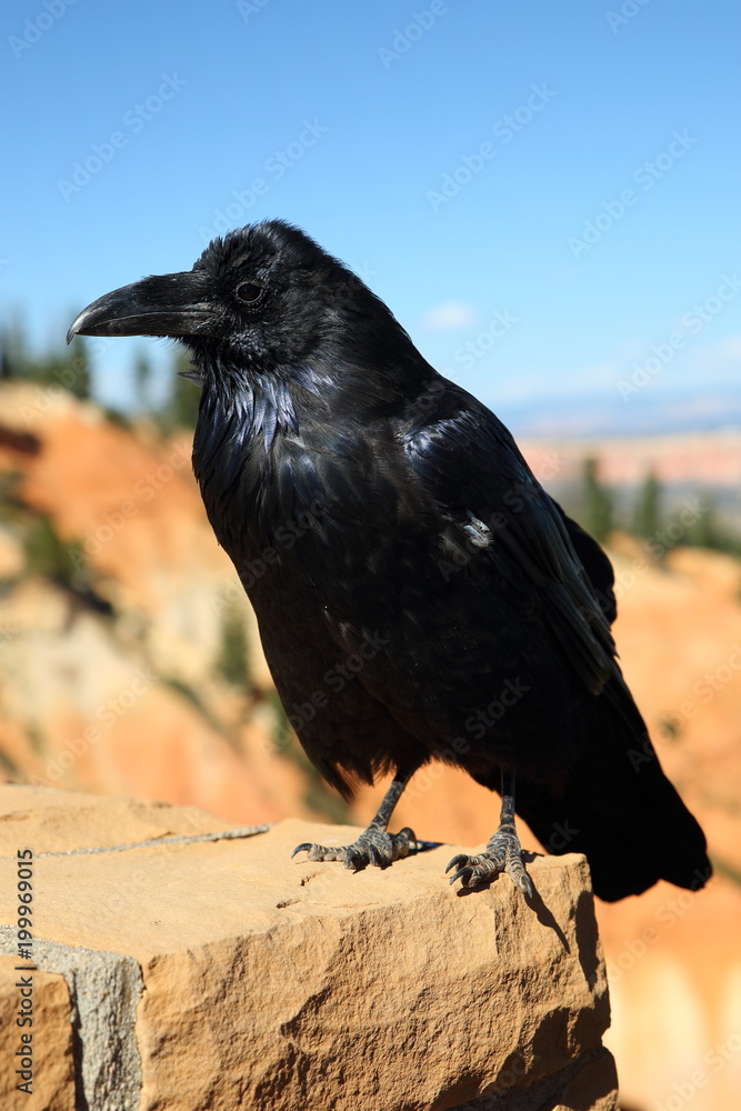 Fototapeta premium Raven at Bryce Canyon
