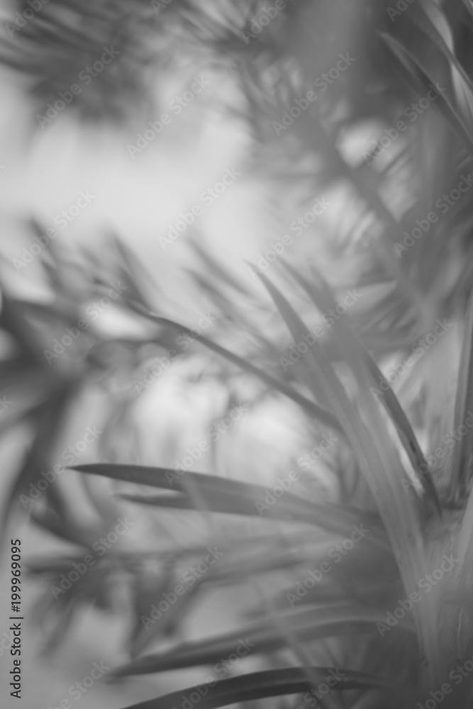 planta planta
