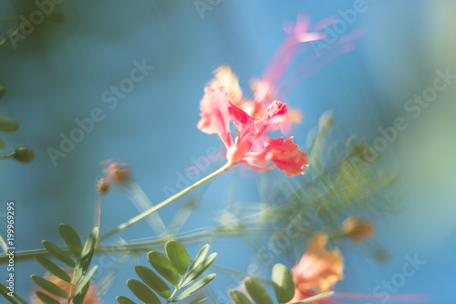 flor