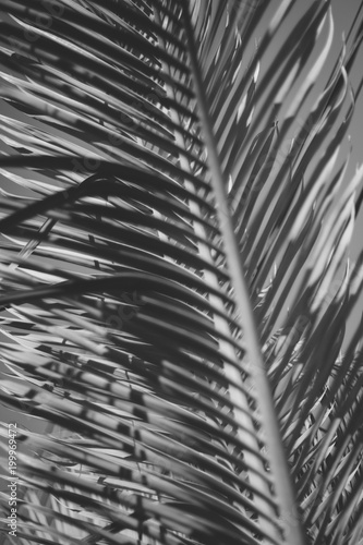 planta