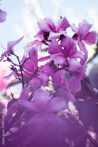 flor