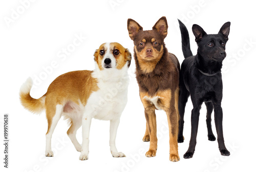 set of dogs looking at white background