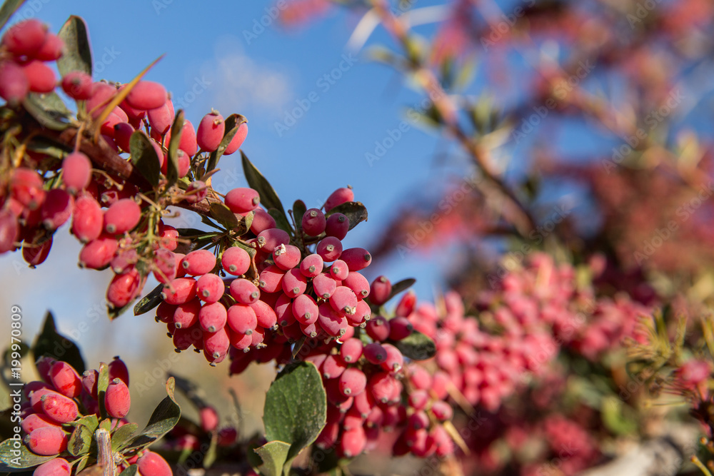Obraz premium Barberry in Furg, Khorasan, Iran
