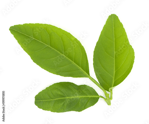close up of fresh organic green lemon leaves isolated on white background. put forth leave-buds