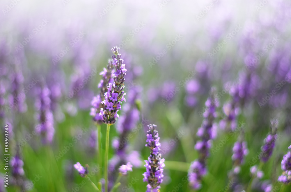 Provence nature background. Lavender field in sunlight with copy space. Macro of blooming violet lavender flowers. Summer concept, selective focus Provence nature background. Lavender field in sunlight with copy space. Macro of blooming violet lavender flowers. Summer concept, selective focus