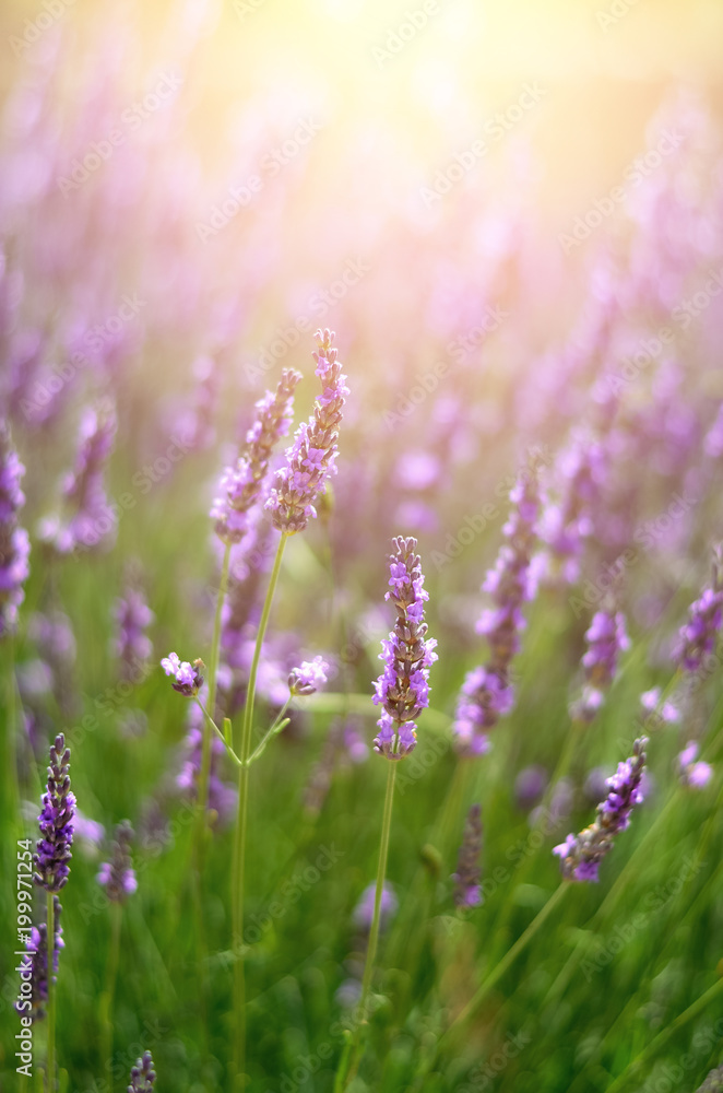 Fototapeta premium Macro of blooming violet lavender flowers. Provence nature background. Lavender field in sunlight with copy space. Summer concept, selective focus