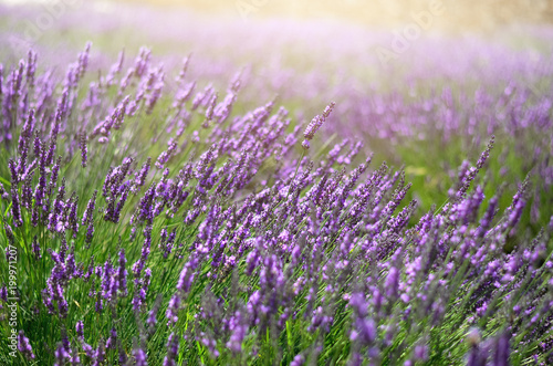 Provence nature background. Lavender field in sunlight with copy space. Macro of blooming violet lavender flowers. Summer concept  selective focus