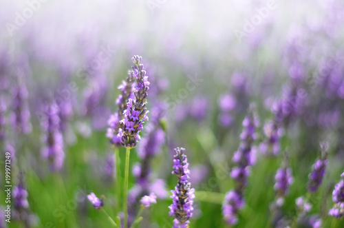 Provence nature background. Lavender field in sunlight with copy space. Macro of blooming violet lavender flowers. Summer concept  selective focus