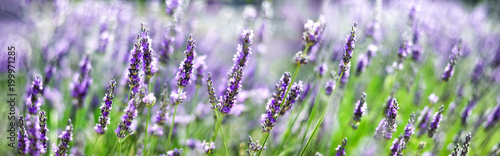 Provence nature background. Lavender field in sunlight with copy space. Macro of blooming violet lavender flowers. Summer concept, selective focus. Banner © jchizhe