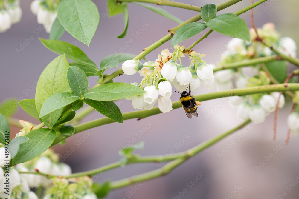 Vaccinium, Ericaceae (blueberries) flowers pollination by bumble-bee Vaccinium, Ericaceae (blueberries) flowers pollination by bumble-bee