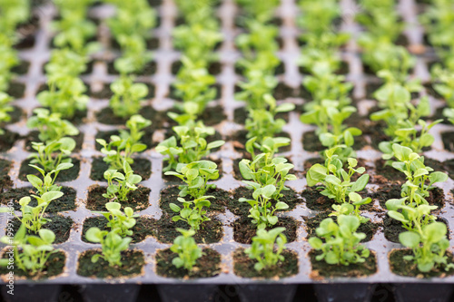Edging lobelia seedlings into modules