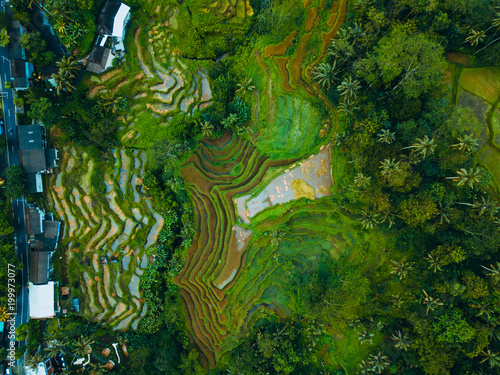 Top view or aerial shot of fresh green and yellow rice fields. Rice Terrace in bali.
