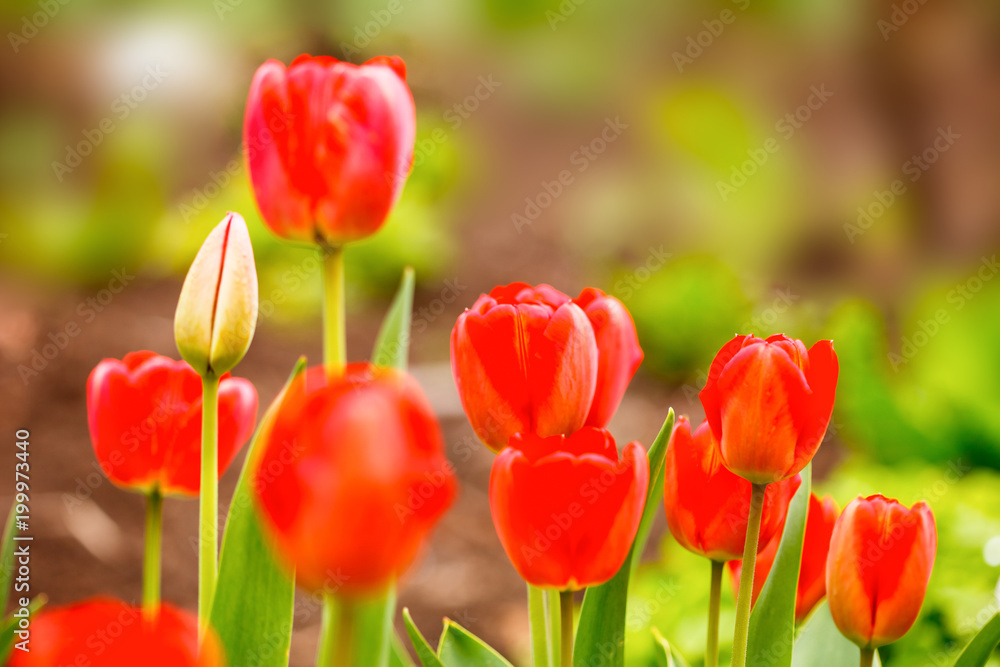 Beautiful, colorful tulips in spring at the garden. Red tulip flowers. Beautiful, colorful tulips in spring at the garden. Red tulip flowers.