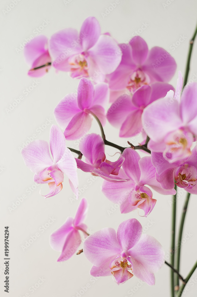 Pink orchid phalaenopsis on a light background. Flowering orchids. Pink orchid phalaenopsis on a light background. Flowering orchids.