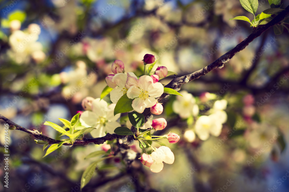 Primer plano de flores blancas de primavera con hojas verdes y un tono azulado por detrás Primer plano de flores blancas de primavera con hojas verdes y un tono azulado por detrás