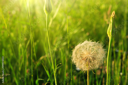 Fototapeta Naklejka Na Ścianę i Meble -  Spring flowers dandelions in green grass.