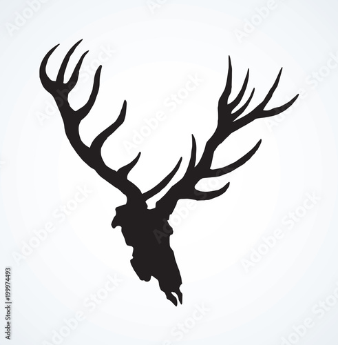 Skull of deer. Vector drawing
