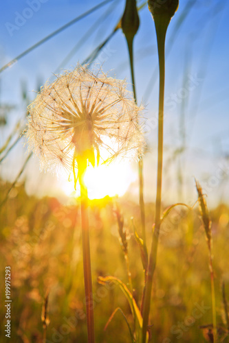 Fototapeta Naklejka Na Ścianę i Meble -  Closeup of dandelion against sunset.