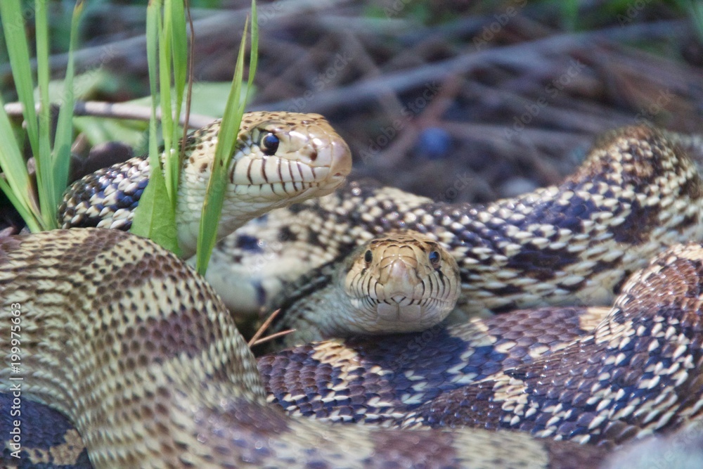 Fototapeta premium Bullsnakes watching