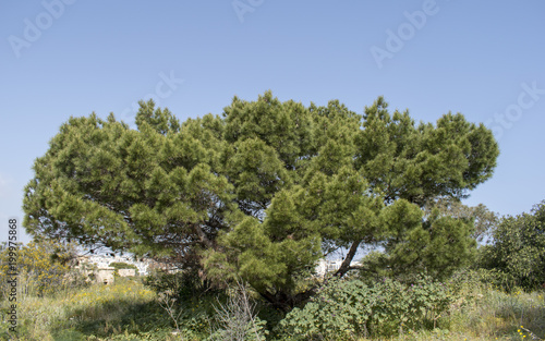 Mediterranean pine tree - Manoel island - Malta