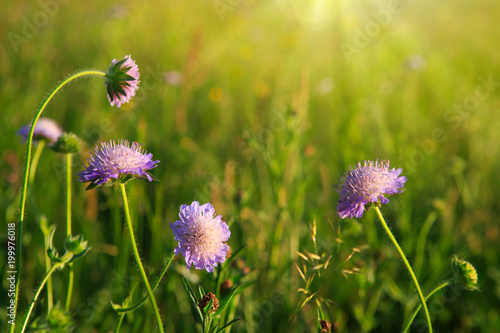 Bloomin Scabiosa caucasica flowers in the sunset.