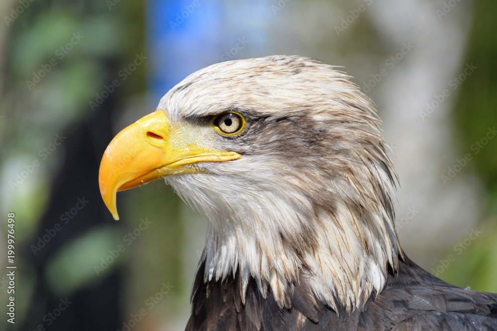 Obraz premium eagle